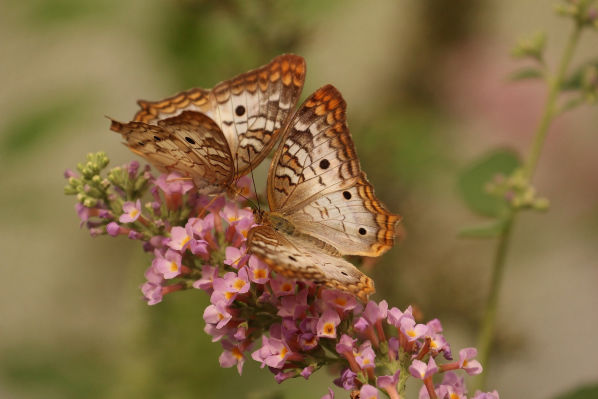 Schmetterlinge auf einer Blüte